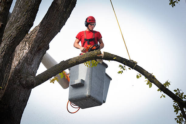 Best Storm Damage Tree Cleanup  in Sullivan, MO