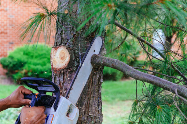 How Our Tree Care Process Works  in  Sullivan, MO